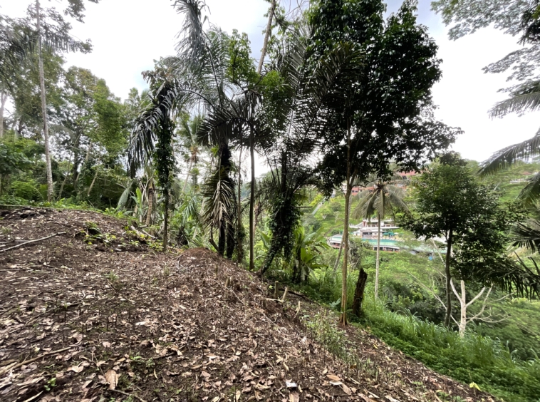 Loss-River 49 Are Land in Ubud For Sale Now