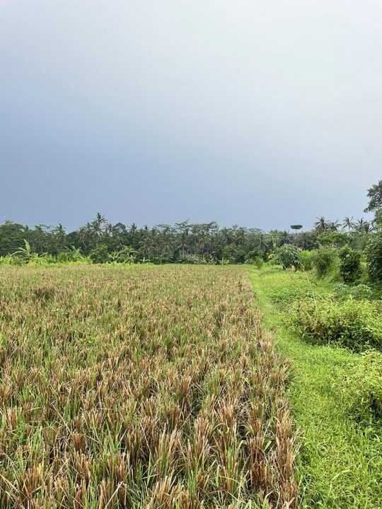 Beautiful Rice-fields View Land in Pejeng