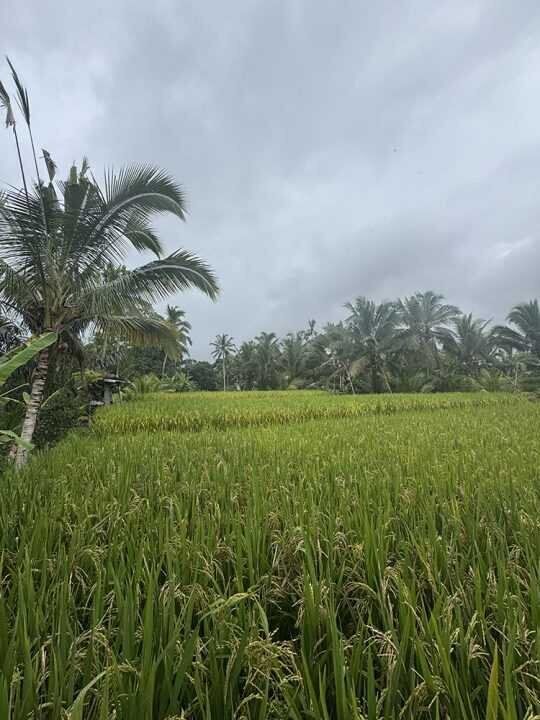 Leasehold Land in Sebatu Ubud