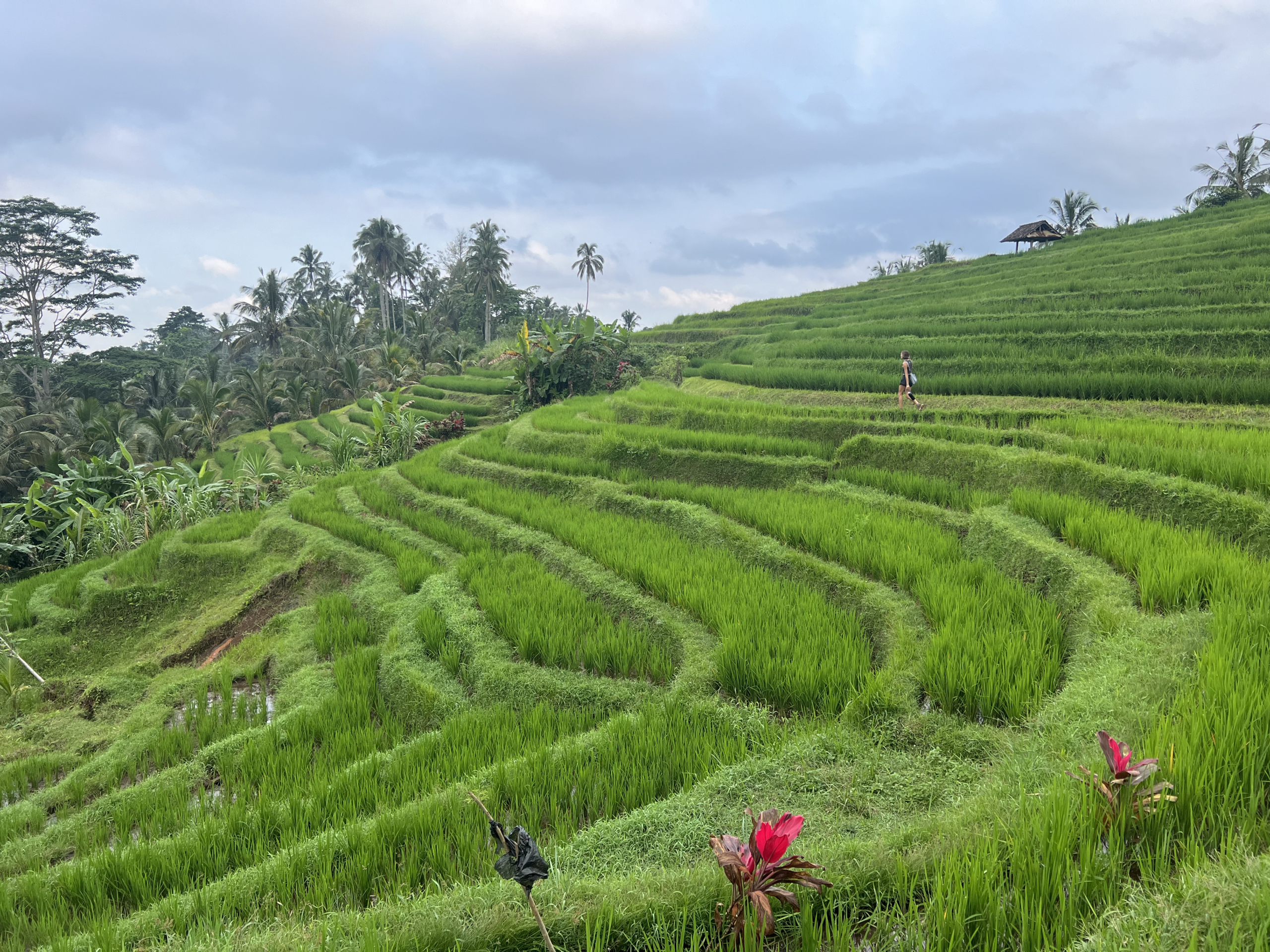 Propriété franche vs bail à Bali