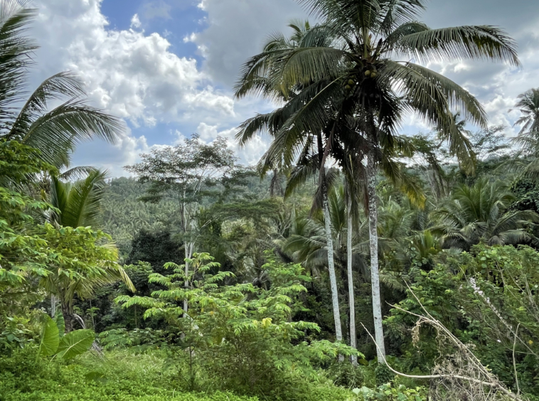 Terrain avec vue sur la jungle à Selemadeg