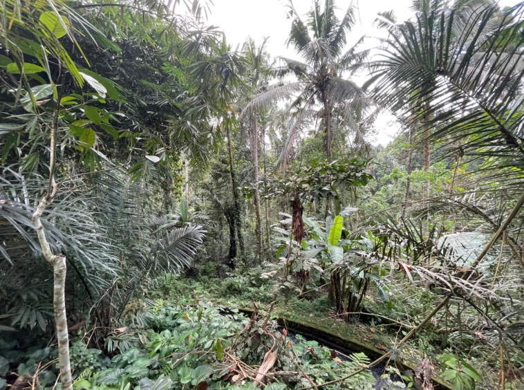 Tanah dengan Panorama Hutan dan Pemandangan Sungai di Ubud Utara