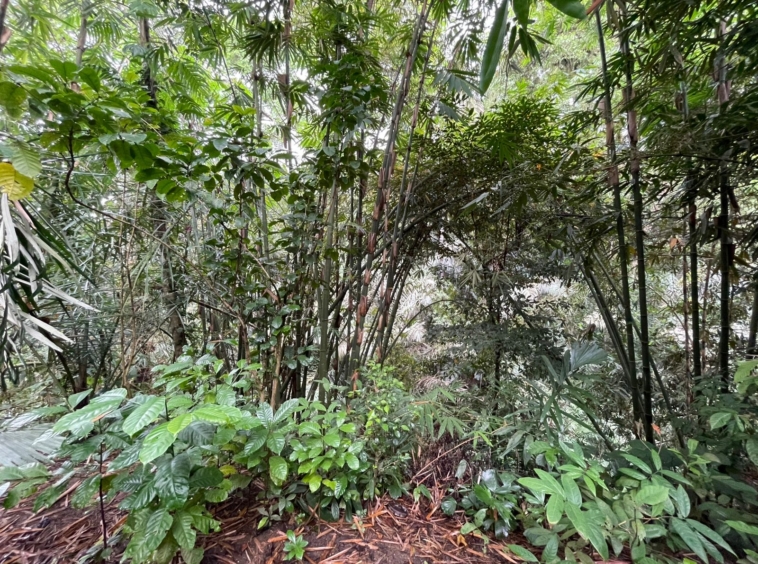 Tanah Sewa Zona Merah Muda di Ubud